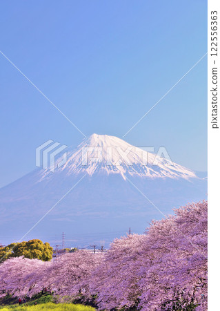Spring Fuji in Japan and cherry blossoms Spring Fuji in Japan and cherry blossoms 122556363