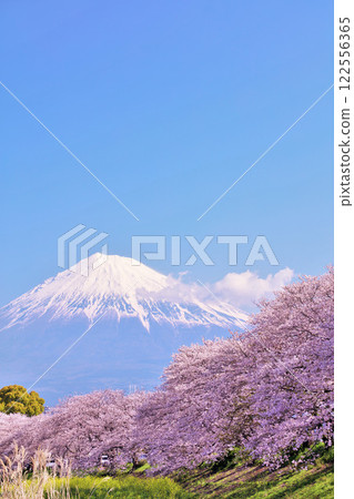 Spring Fuji in Japan and cherry blossoms 122556365