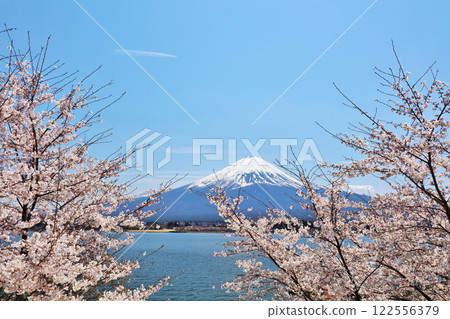Spring Fuji in Japan and cherry blossoms 122556379