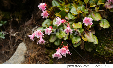 Alpine plant 122556426