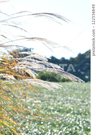 Susuki swaying in the wind Susuki swaying in the wind 122556649