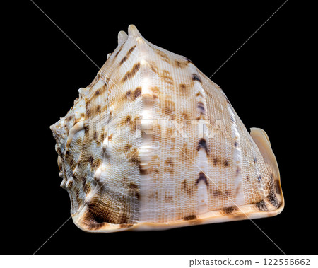 Cassis cornuta, or horned helmet shell on black background Cassis cornuta, or horned helmet shell on black background 122556662