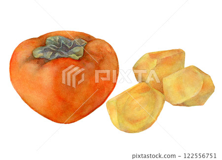 Seedless persimmon watercolor illustration 122556751