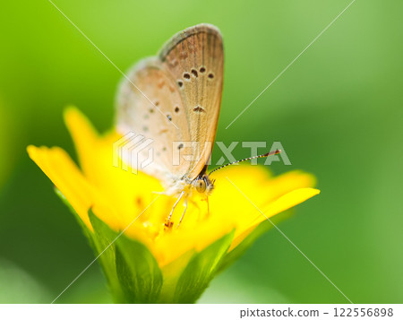 A butterfly rests gracefully on a bright yellow flower, set against a soft green background, highlighting its delicate details. 122556898