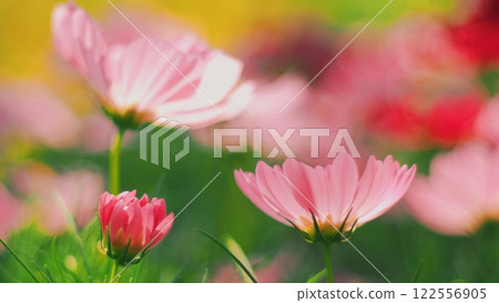 beautiful pink flowers with a soft and colorful bokeh background. The vibrant green foliage and blurred red and yellow hues enhance the dreamy, vibrant atmosphere, highlighting the delicate beauty of beautiful pink flowers with a soft and colorful bokeh background. The vibrant green foliage and blurred red and yellow hues enhance the dreamy, vibrant atmosphere, highlighting the delicate beauty of 122556905