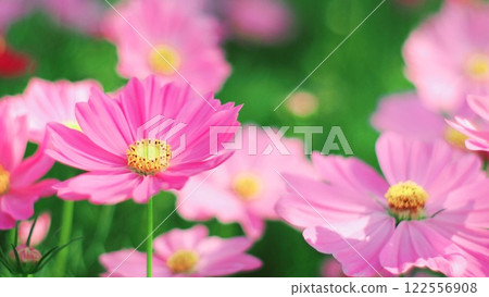 Delicate pink cosmos flowers sway gently in a vibrant green field, basking in the soft glow of sunlight. 122556908