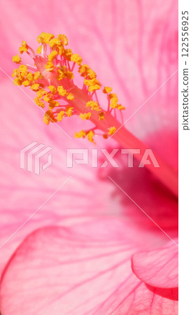 A close-up of a hibiscus flower highlighting its vibrant pink petals and intricate yellow stamen. The macro perspective beautifully captures the delicate details and textures A close-up of a hibiscus flower highlighting its vibrant pink petals and intricate yellow stamen. The macro perspective beautifully captures the delicate details and textures 122556925