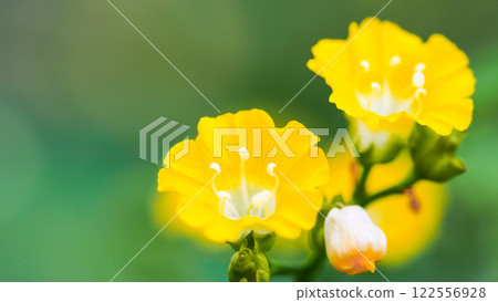 two vibrant yellow flowers with delicate white stamens, set against a soft green background. The shallow depth of field highlights the intricate floral details. 122556928