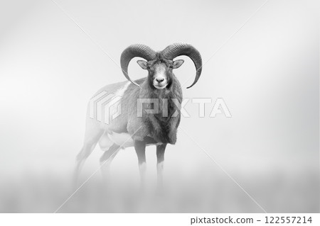 Moufflon comes out of the fog on a light background 122557214