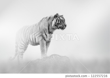 Tiger comes out of the fog on a light background 122557216