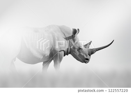 Rhino comes out of the fog on a light background Rhino comes out of the fog on a light background 122557220