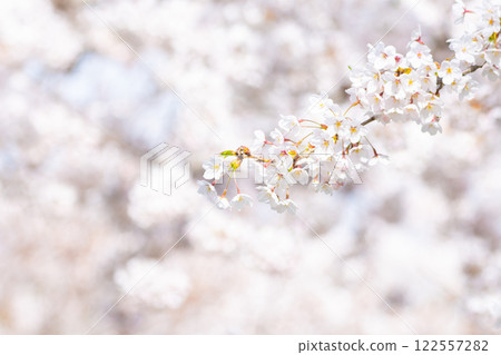 Cherry Blossoms   122557282