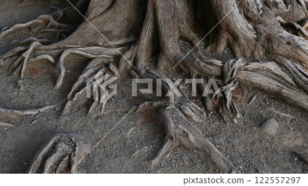 樹的根 122557297