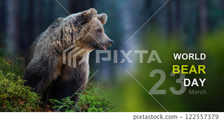 World bear day World bear day 122557379