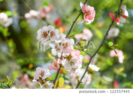 模糊的鮮花 模糊的鮮花 122557445