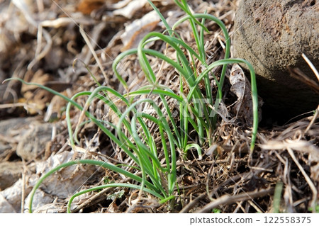 融化的雪原上出現了一種名為「Nobiru」的野生植物 122558375
