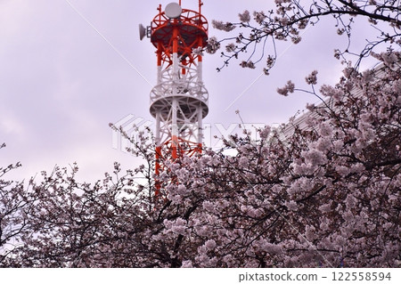 練馬區千川街沿線的櫻花樹 122558594