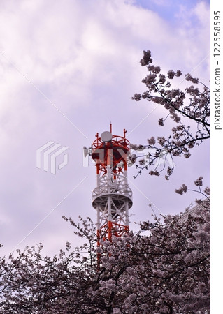 練馬區千川街沿線的櫻花樹 122558595