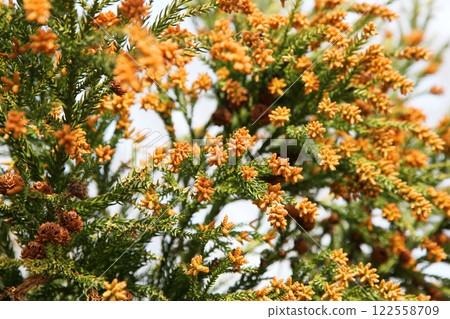 Enlarging male flowers of Japanese cedar (Japanese cedar pollen) 122558709