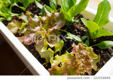 家庭花園中的種植容器中的生菜 家庭花園中的種植容器中的生菜 122558840