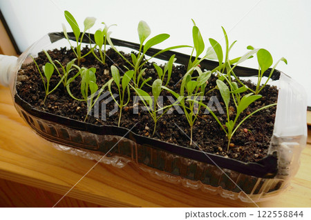 在塑膠瓶中種植的菠菜 在塑膠瓶中種植的菠菜 122558844