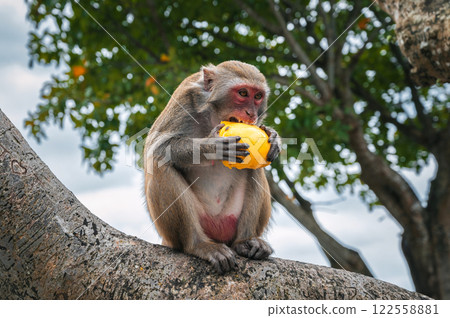 wild monkey eats mango sitting on tree in forest in nature wild monkey eats mango sitting on tree in forest in nature 122558881