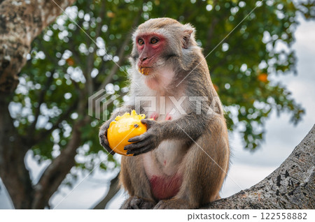 wild monkey eats mango sitting on a tree in forest in nature wild monkey eats mango sitting on a tree in forest in nature 122558882