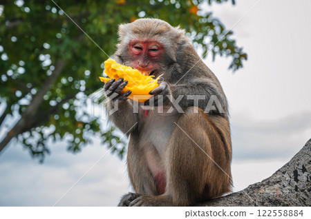 Happy funny monkey eats mango sitting on tree in the forest in the wild nature 122558884