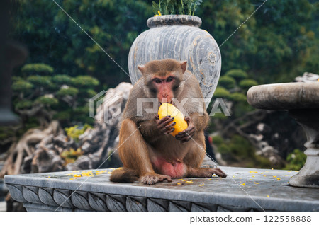 Wild monkey eats mango at Linh Ung pagoda on Monkey Mountain on Son Tra Island in Da Nang in Vietnam 122558888