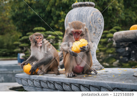 two wild monkeys eats mango at Linh Ung pagoda on Monkey Mountain in Da Nang in Vietnam in Asia 122558889