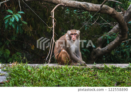 sad wild monkey in nature on monkey Mountain in Da Nang in Vietnam 122558890