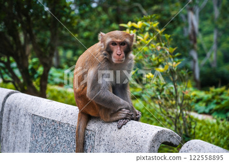 wild monkey in nature on monkey Mountain in Da Nang in Vietnam 122558895