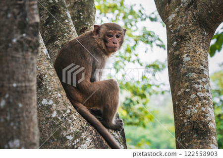 brown monkey sits on a tree in tropical forest in Vietnam 122558903