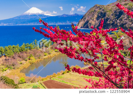 [Shizuoka Prefecture] Peach blossoms bloom in Nishiizu Ida, Mount Fuji seen across the sea 122558904
