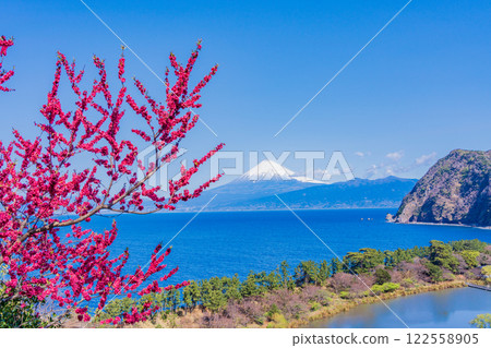 [Shizuoka Prefecture] Peach blossoms bloom in Nishiizu Ida, Mount Fuji seen across the sea 122558905