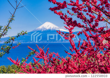 【靜岡縣】西伊豆伊田桃花盛開，隔海相望富士山 122558910