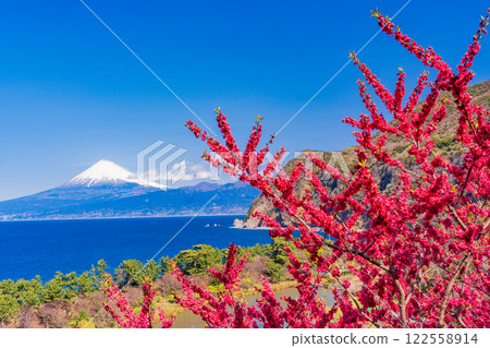 [Shizuoka Prefecture] Peach blossoms bloom in Nishiizu Ida, Mount Fuji seen across the sea 122558914