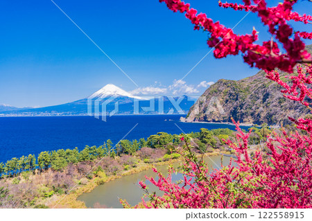 【靜岡縣】西伊豆伊田桃花盛開，隔海相望富士山 122558915