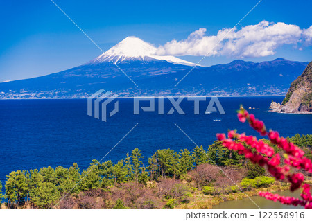 [Shizuoka Prefecture] Peach blossoms bloom in Nishiizu Ida, Mount Fuji seen across the sea 122558916