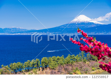 [Shizuoka Prefecture] Peach blossoms bloom in Nishiizu Ida, Mount Fuji seen across the sea 122558917