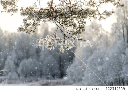 Winter park on a sunny day. Beautiful winter landscape. 122559239