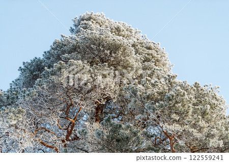 Snow on tree branches in a winter park. Frosty weather. 122559241