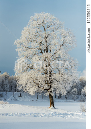 Beautiful lonely tree in a winter park 122559243