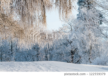 Snow on tree branches in a winter park. Frosty weather. 122559379