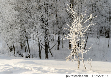 Winter park on a sunny day. Beautiful winter landscape. 122559384