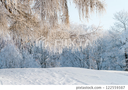 Sunny winter day in the park and trees in the snow. 122559387