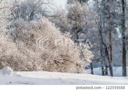 Sunny winter day in the park and trees in the snow. Sunny winter day in the park and trees in the snow. 122559388