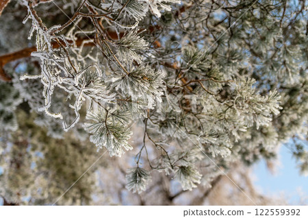 Snow on tree branches in a winter park. Frosty weather. Snow on tree branches in a winter park. Frosty weather. 122559392