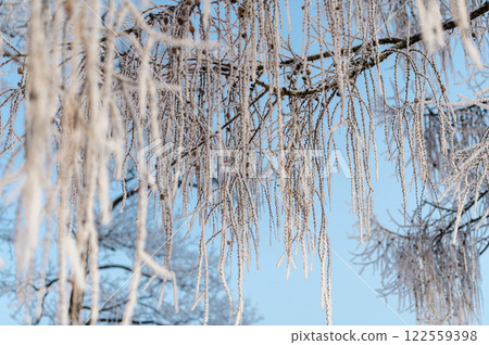 Snow on tree branches in a winter park. Frosty weather. 122559398