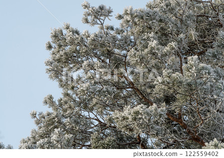 Trees covered in snow in frosty weather on a sunny day close-up. 122559402